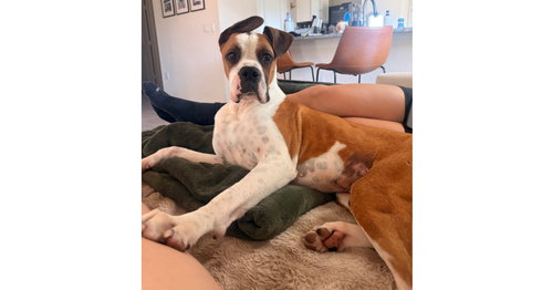picture of the dog needing adoption