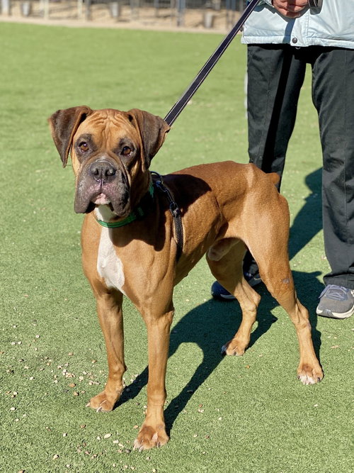 picture of the dog needing adoption