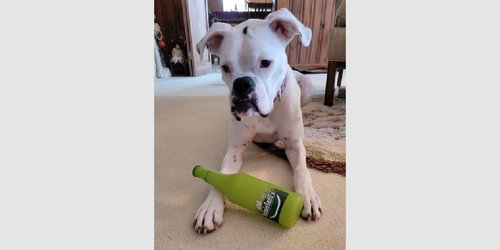 Lucy VIII, an adoptable Boxer in Austin, TX