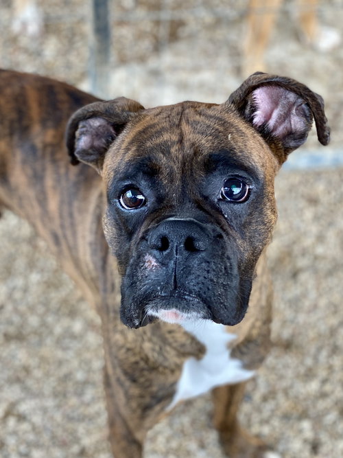 Daytona, an adoptable Boxer in Austin, TX