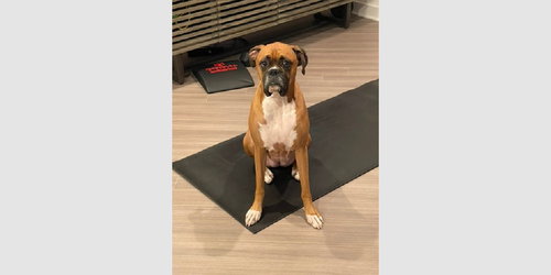 Dutchess II - ABR Return, an adoptable Boxer in Austin, TX