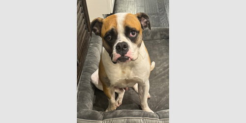 picture of the dog needing adoption