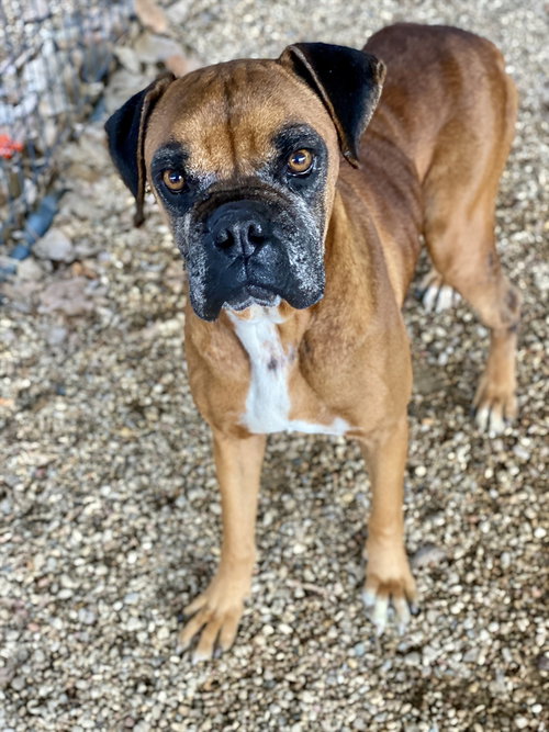 Celsius, an adoptable Boxer in Austin, TX