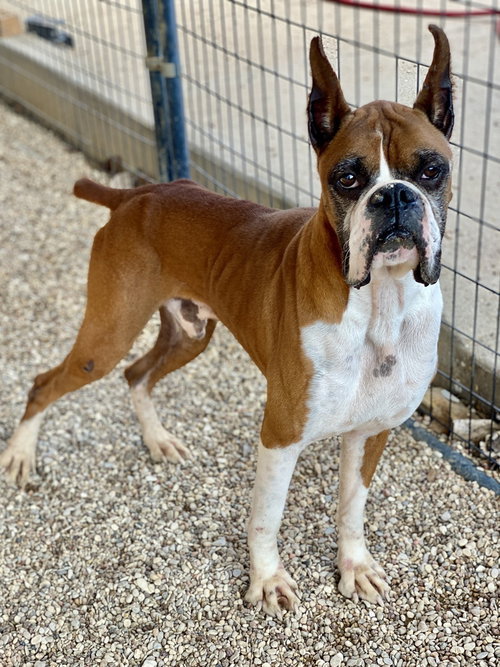 picture of the dog needing adoption