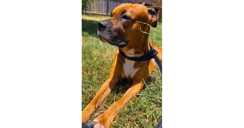 Gus Walters, an adoptable Boxer in Austin, TX
