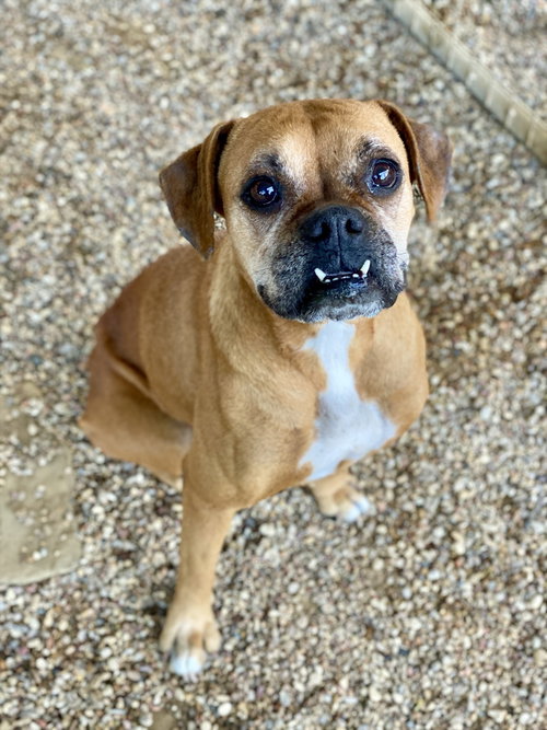 Roxy VI, an adoptable Boxer in Austin, TX