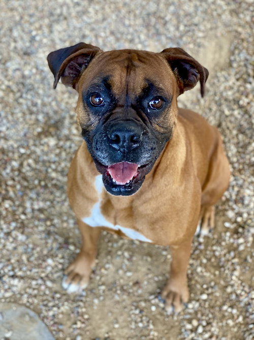 Hootie, an adoptable Boxer in Austin, TX