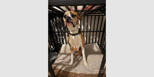 Bentley II, an adoptable Boxer in Austin, TX