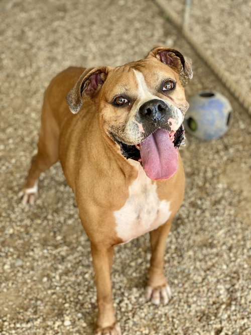 Pepsi, an adoptable Boxer in Austin, TX