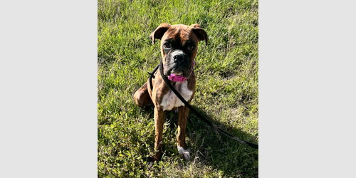 picture of the dog needing adoption
