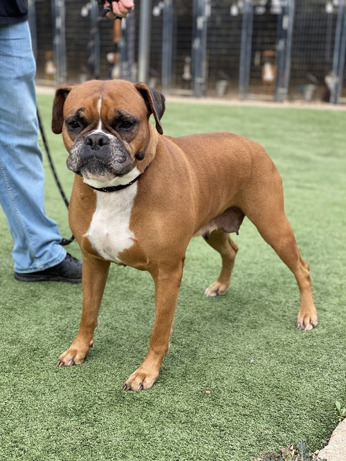 Estrella - Silver Heart, an adoptable Boxer in Austin, TX