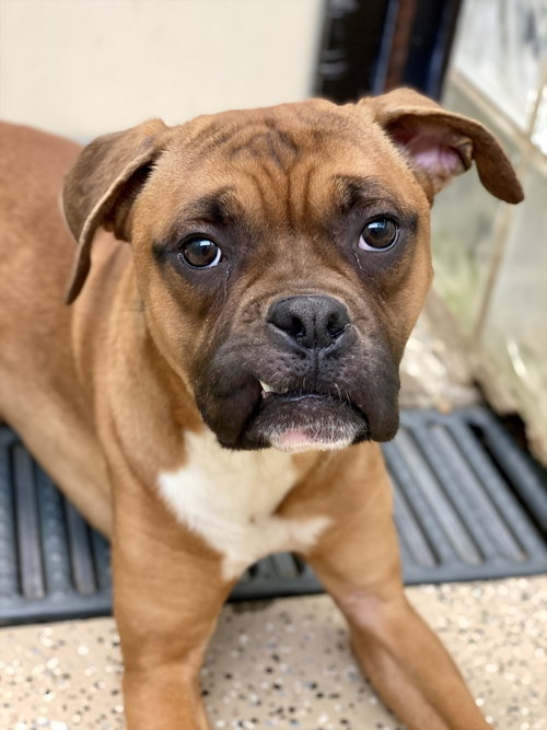 Ocean Spray, an adoptable Boxer in Austin, TX