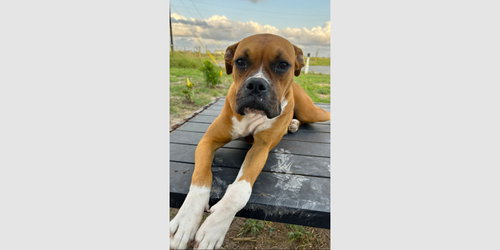 Chata II, an adoptable Boxer in Austin, TX
