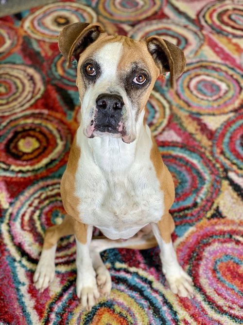 Allister - Silver Heart, an adoptable Boxer in Austin, TX