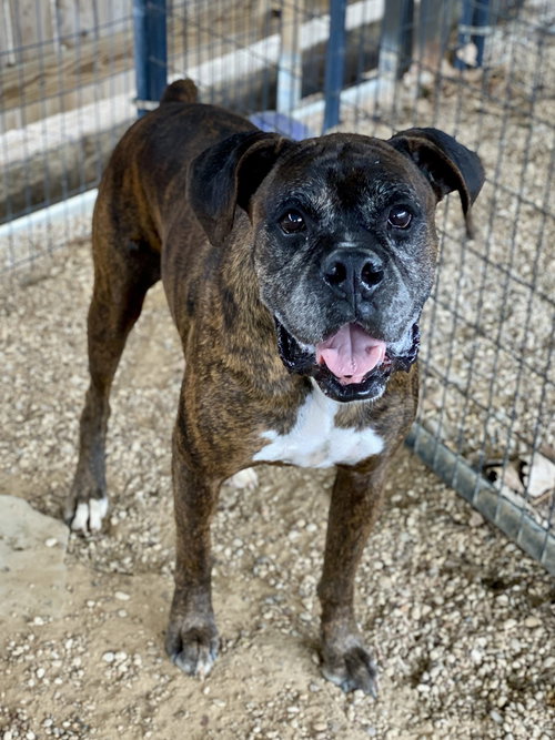Big Red - Silver Heart, an adoptable Boxer in Austin, TX