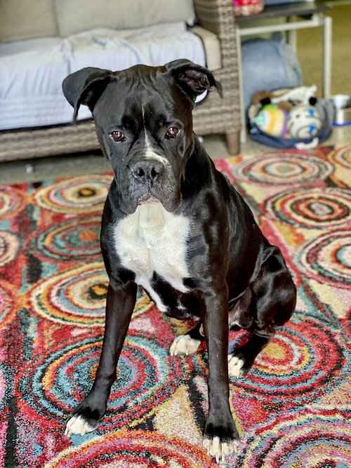 Conlan, an adoptable Boxer in Austin, TX