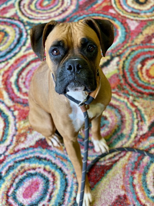 PENLEIGH - Boxer available for adoption