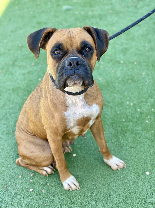 PENLEIGH - Boxer available for adoption