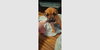 Penleigh Puppy - Leia - Photo 1