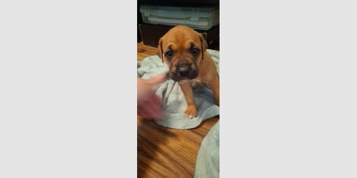 PENLEIGH PUPPY - LEIA - Boxer available for adoption