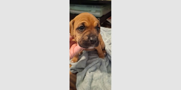 Penleigh Puppy - Leia