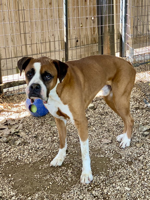 ANGUS II - SILVER HEART - Boxer available for adoption