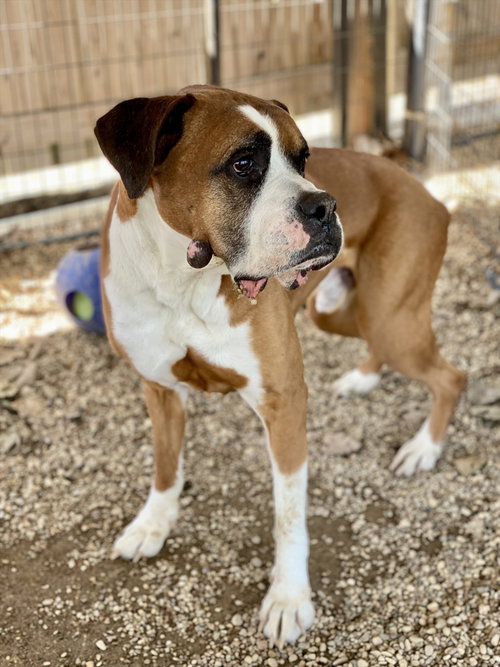 ANGUS II - SILVER HEART - Boxer available for adoption