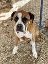 Angus II - Silver Heart - Photo 3