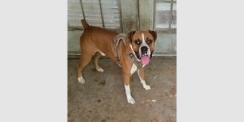KING VI - Boxer available for adoption