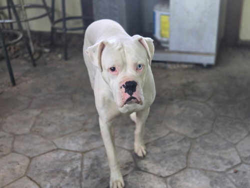 Blue II, an adoptable Boxer in Austin, TX