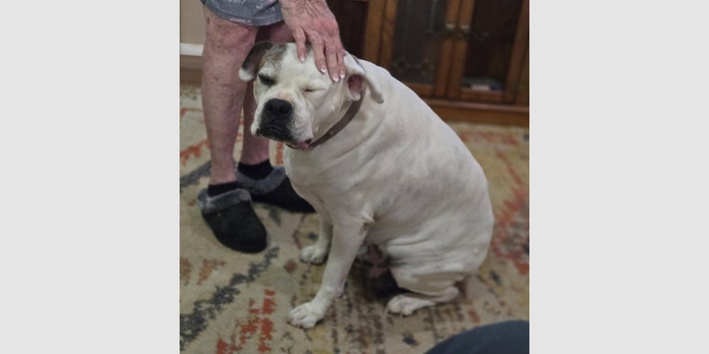 Rosie VI