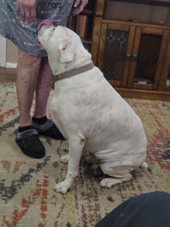 ROSIE VI - Boxer available for adoption
