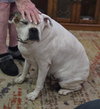 Rosie VI - Photo 3