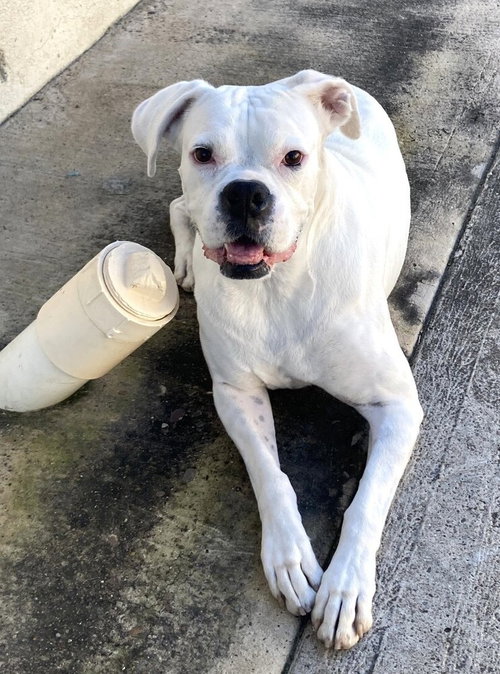KENYA - Boxer available for adoption