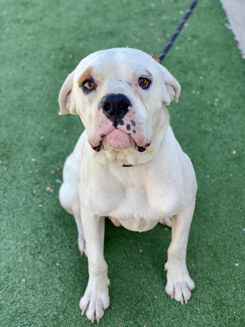 Stinky Pete, an adoptable Boxer in Austin, TX
