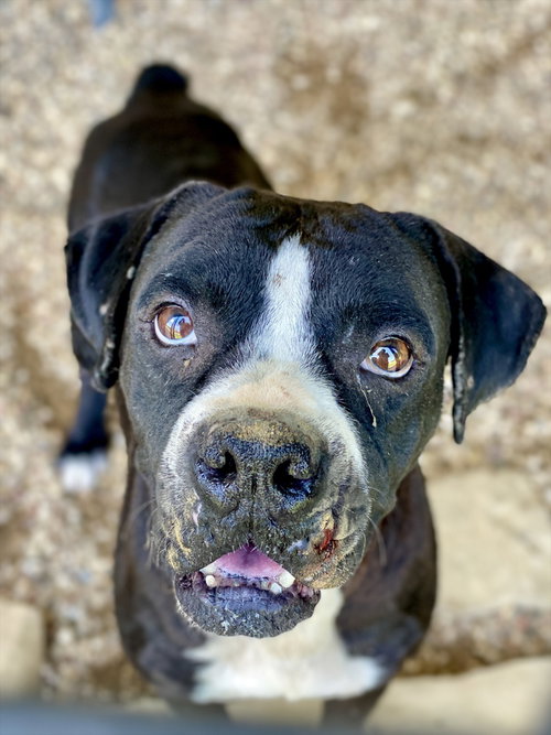 Peele, an adoptable Boxer in Austin, TX