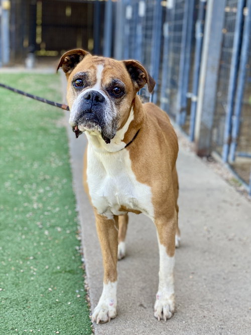 Laughlin, an adoptable Boxer in Austin, TX