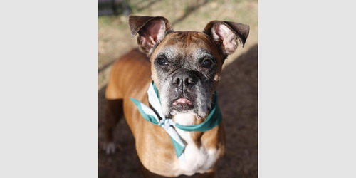Sarabeth - Silver Heart, an adoptable Boxer in Austin, TX