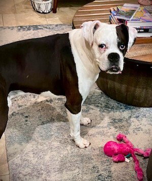 GLASGOW - Boxer available for adoption