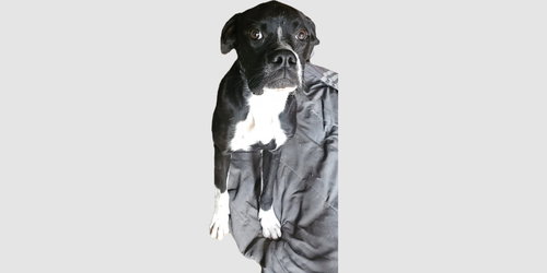 PEANUT IV - Boxer available for adoption