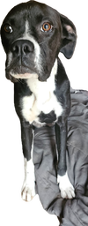 Peanut IV - Photo 2