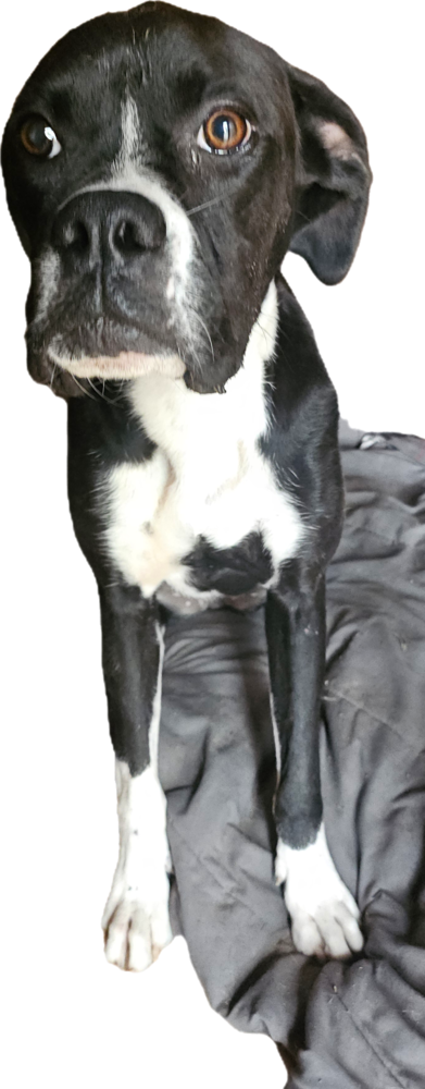 PEANUT IV - Boxer available for adoption