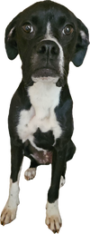 Peanut IV - Photo 3