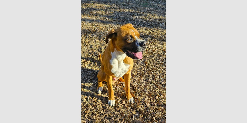 Scooby II Image