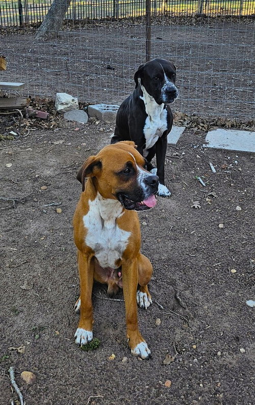 SCOOBY II - Boxer available for adoption