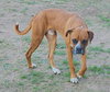 Scooby II - Photo 3