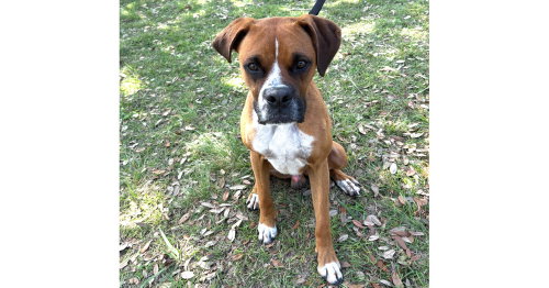 Scooby II, an adoptable Boxer in Austin, TX
