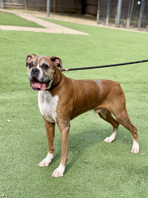 Theo - Silver Heart, an adoptable Boxer in Austin, TX
