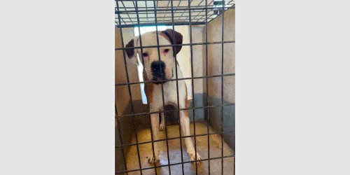 Wylie photo 4