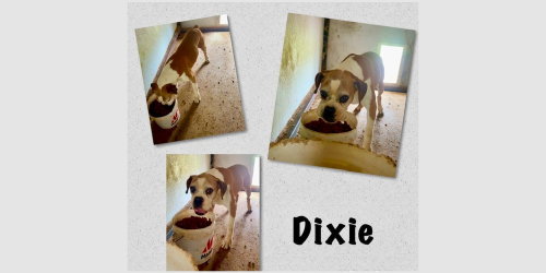 Dixie III